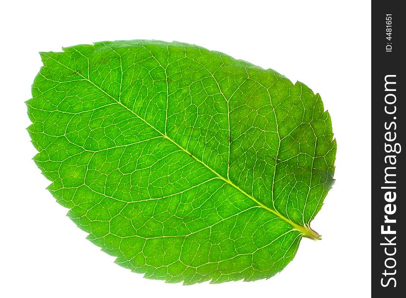 Close-up green leaf from rose, isolated on white