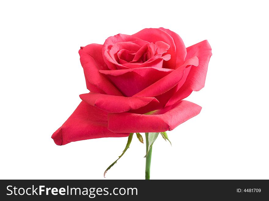 Close-up pink rose with stem, isolated on white