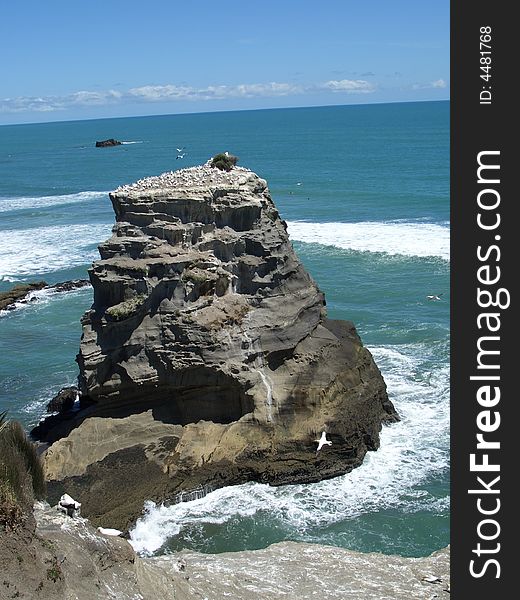 Outcrop, just by beach in auckland, which is home to a large colony of gannets. Outcrop, just by beach in auckland, which is home to a large colony of gannets