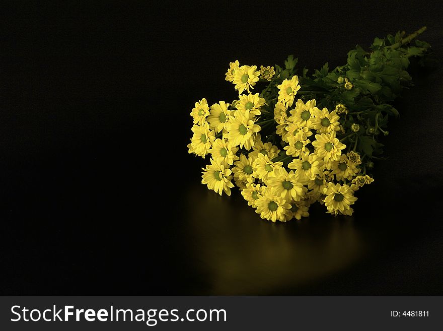 Bunch of yellow daisies on black background. Bunch of yellow daisies on black background