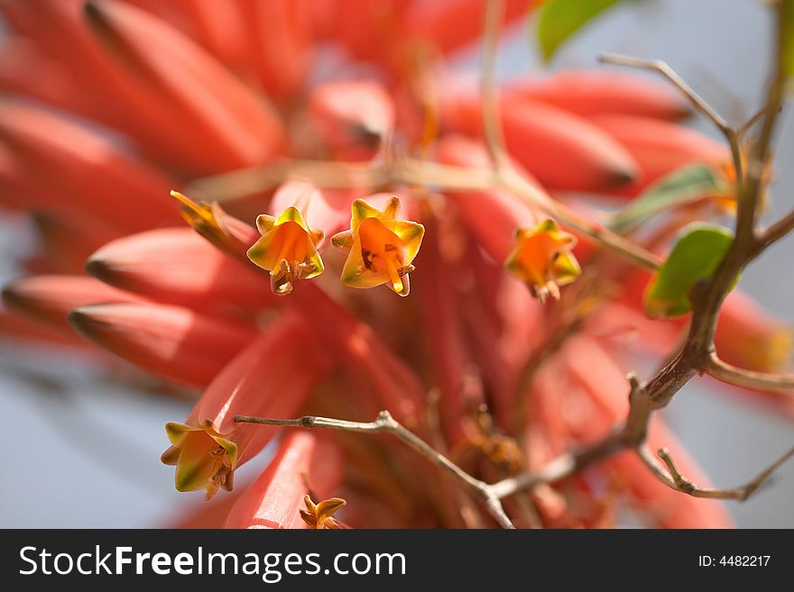 Extreme close up of a pink plant blossom, dry branch, blury background