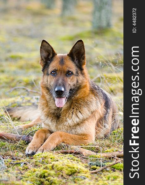 Germany Sheep-dog laying in the green grass