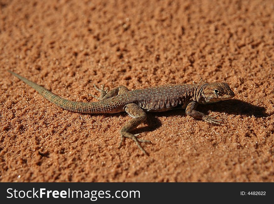 Lizard in Arches NP, Utah