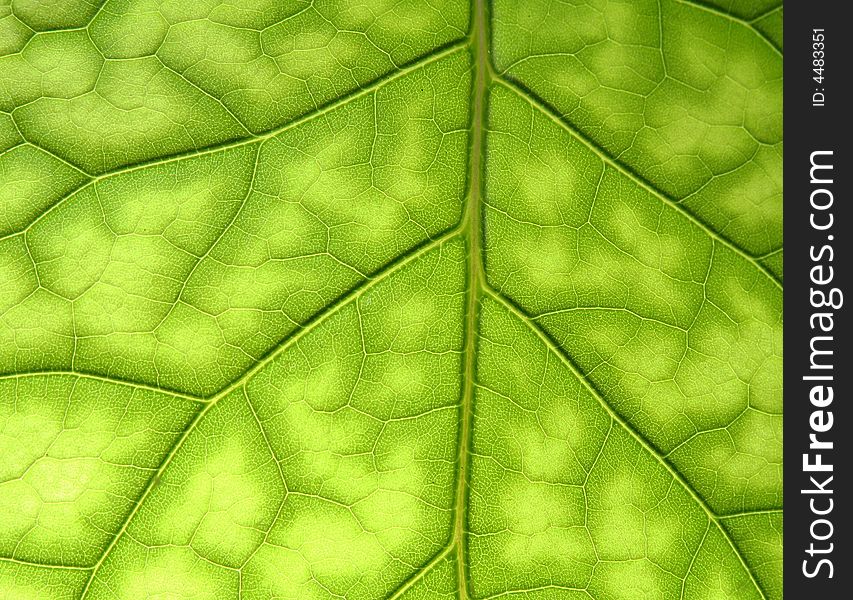 Closeup texture of green Leaf surface. Closeup texture of green Leaf surface.
