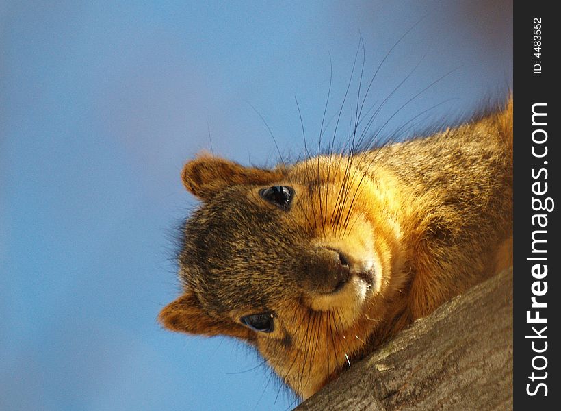 Fox Squirrel looking down from the tree above.