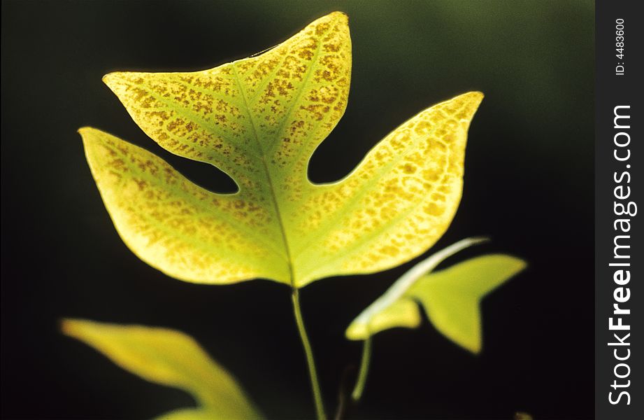 Tulip tree leaves against a dark background. Scan film source.