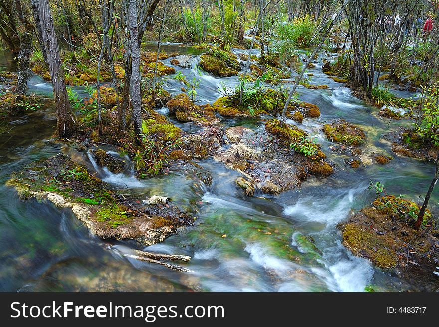 Water in in forest,JiuZhaigou,China. Water in in forest,JiuZhaigou,China.