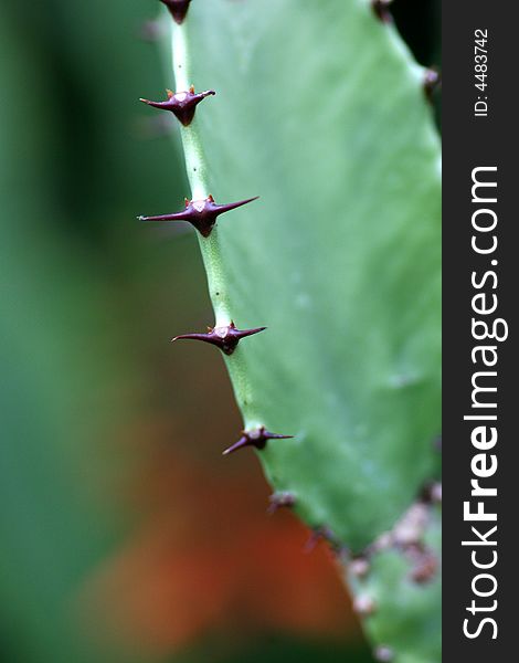 Macro of the edge of a cactus. Macro of the edge of a cactus