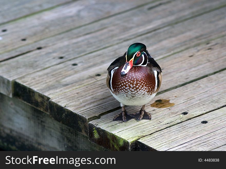 Mallard On Dock