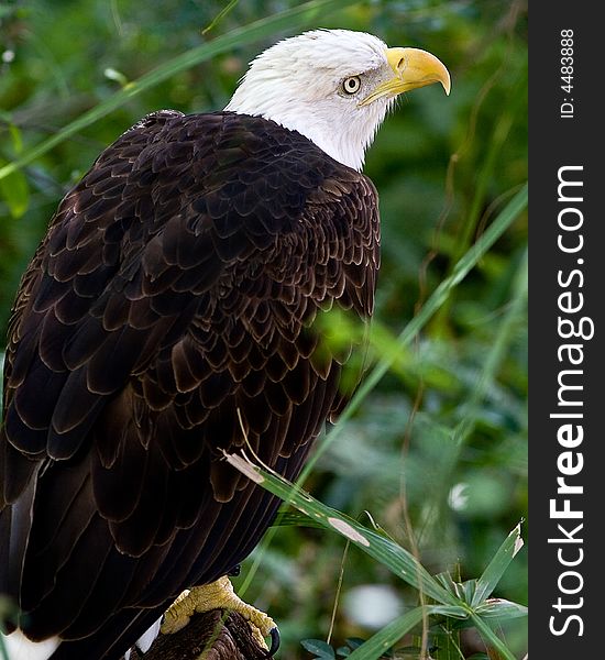 Bald eagle perched on a log looking around.