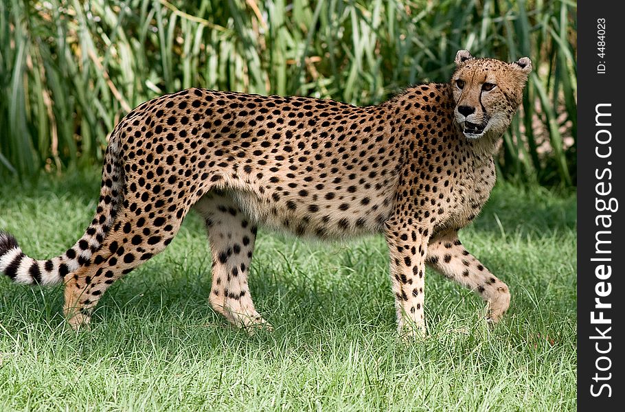 Cheetah Pacing back and forth looking behind him