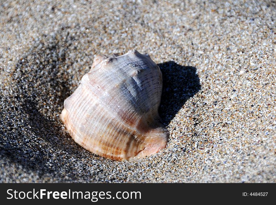 Sea shells on the beach. Sea shells on the beach