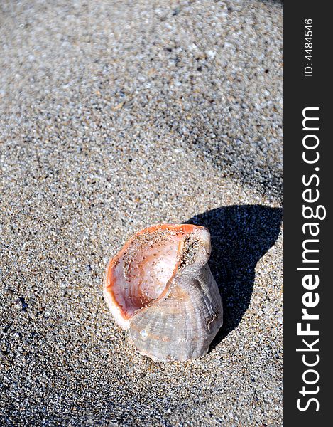 Sea shells on the beach. Sea shells on the beach