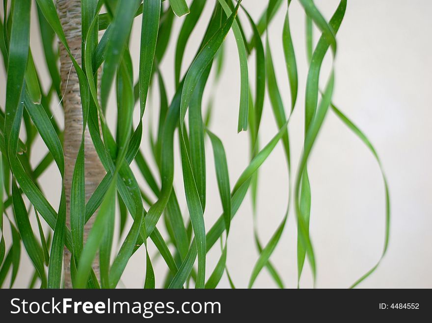 A small tree with curly tendrils on a white background. A small tree with curly tendrils on a white background.