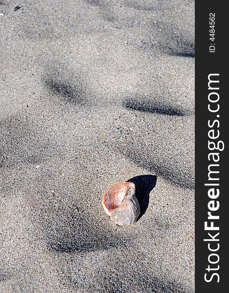 Sea shells on the beach. Sea shells on the beach