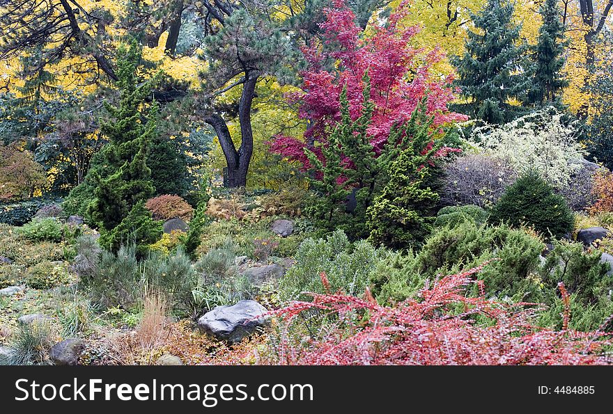 Colorful leaves of autumn trees and bushes in the garden. Colorful leaves of autumn trees and bushes in the garden