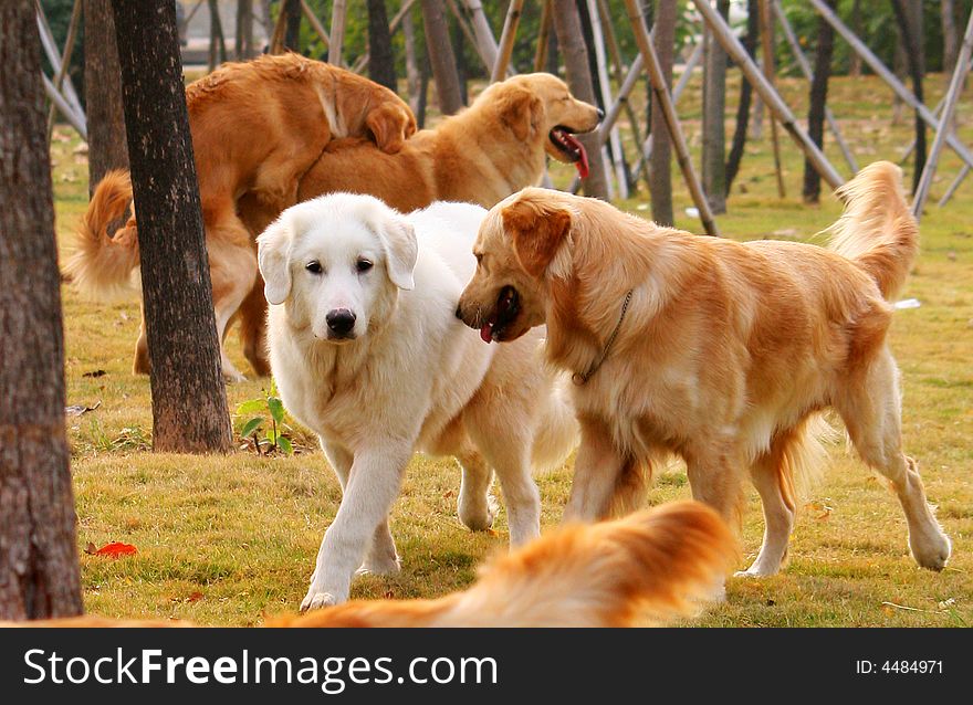 The golden retriever and dogs are playing