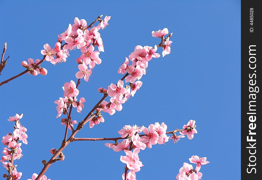 Pink blossom tree on blue sky. Pink blossom tree on blue sky