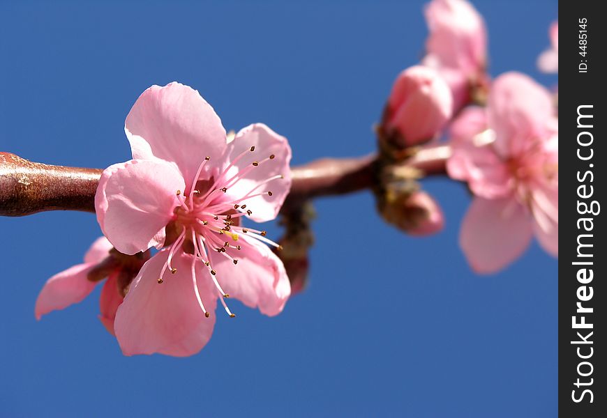 Pink blossom tree on blue sky. Pink blossom tree on blue sky