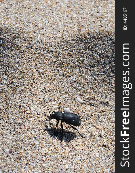 A view with a insect on the beach