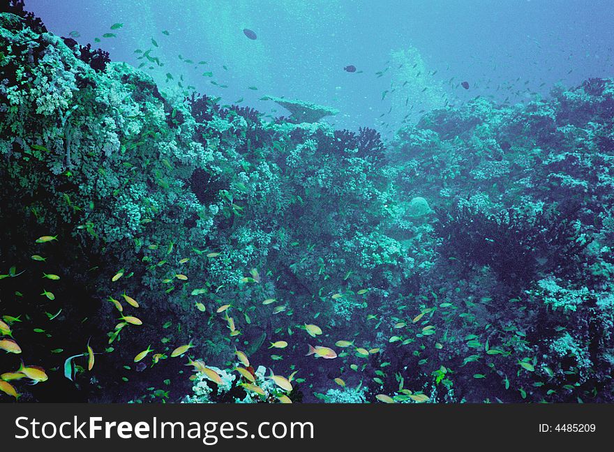 Underwater life of coral reef 8