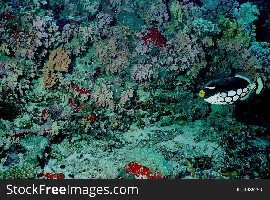 Underwater Life Of Coral Reef