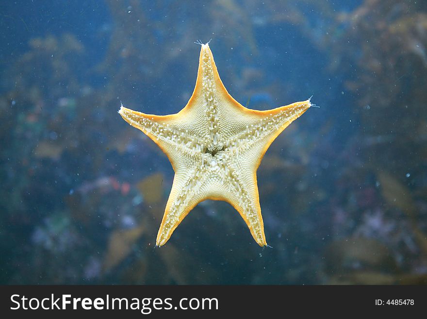 Starfish deep in tropical waters. Starfish deep in tropical waters