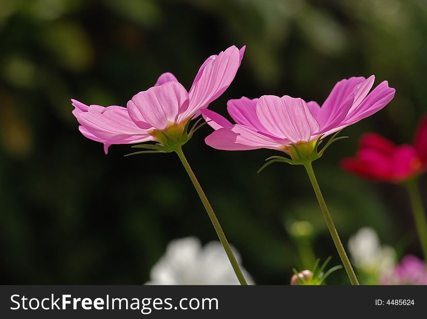 Colorful flower in the garden