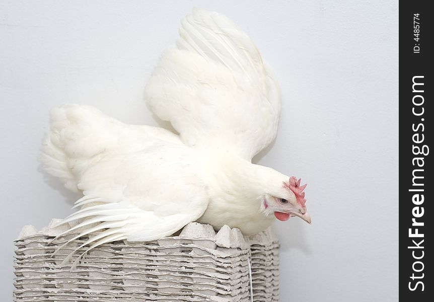 Chicken white parent on the eggs packs