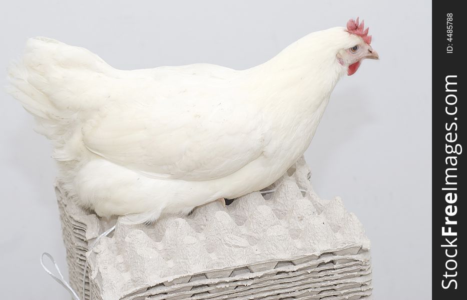 Chicken White Parent Laying