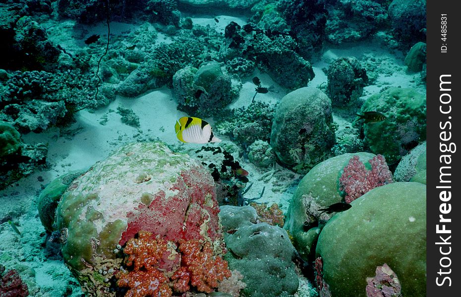 Underwater life of coral reef 10