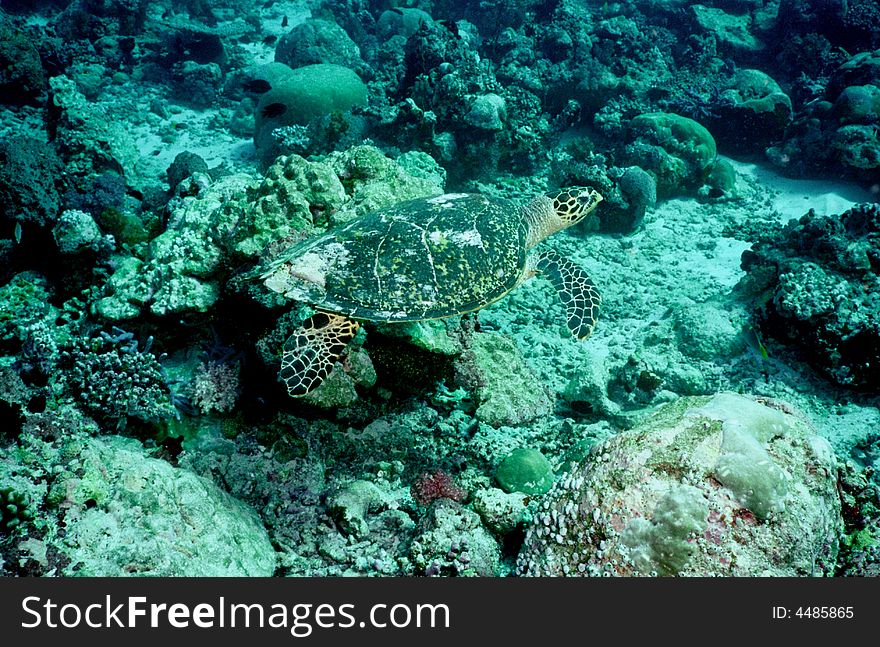 Underwater Life Of Coral Reef