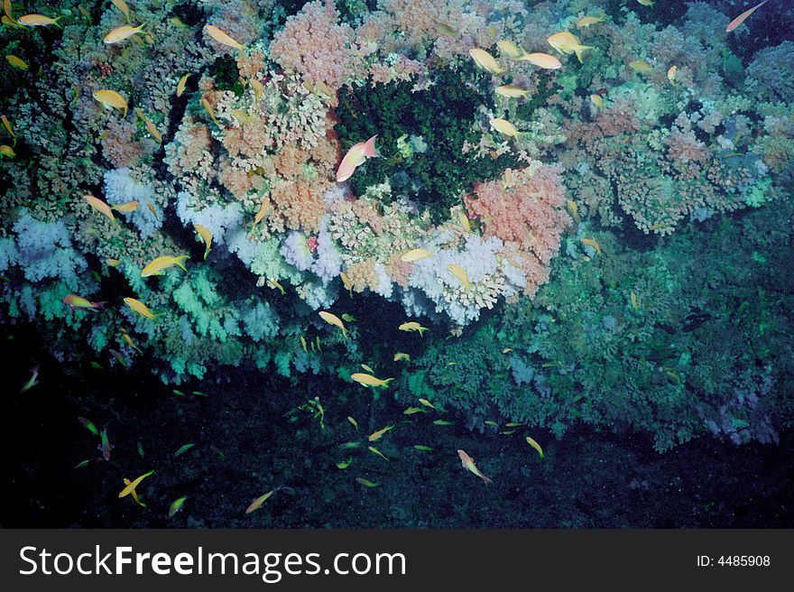 Underwater Life Of Coral Reef