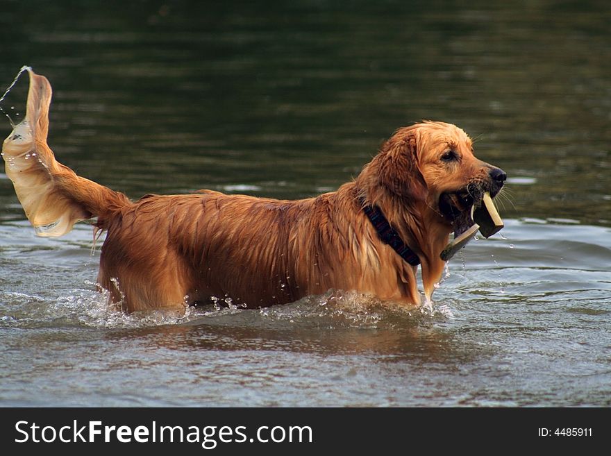 Wet golden retriever in the river. Wet golden retriever in the river.