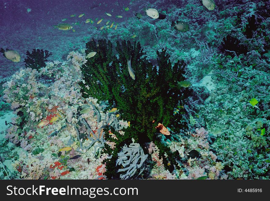 Underwater life of coral reef