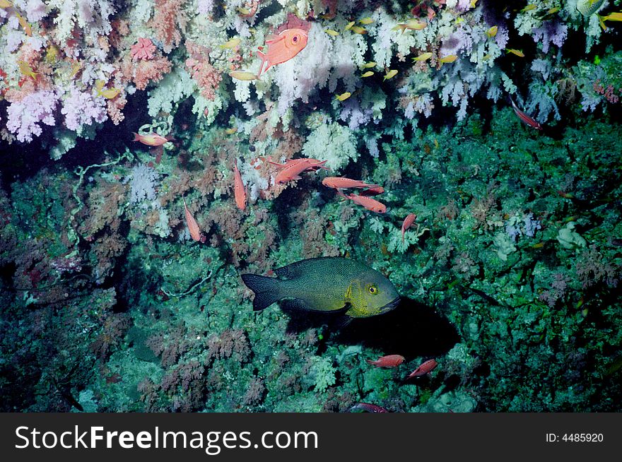 Underwater life of coral reef