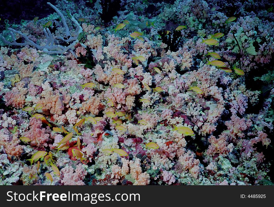 Underwater life of coral reef 15