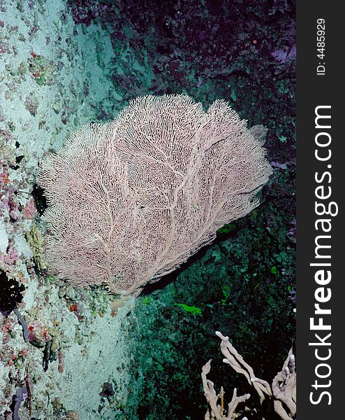 Underwater life of coral reef 16