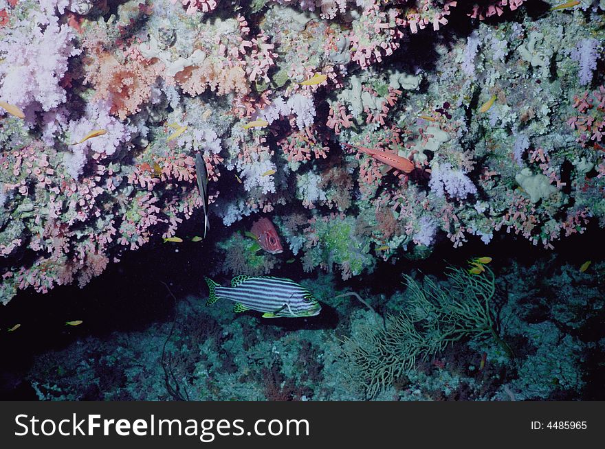 Underwater life of coral reef 17