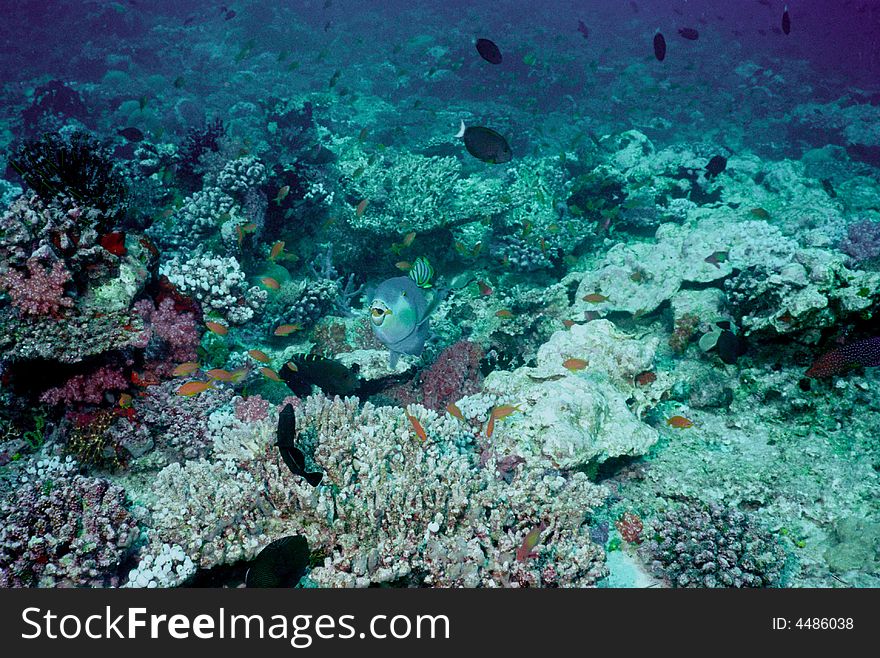 Underwater life of coral reef 19