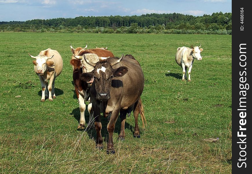 Cows On The Field