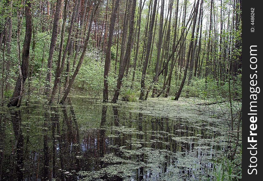 The flooded wood in spring