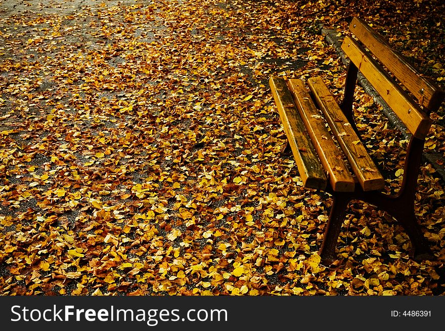 Bench in autumn, yellow leafs fallen on ground