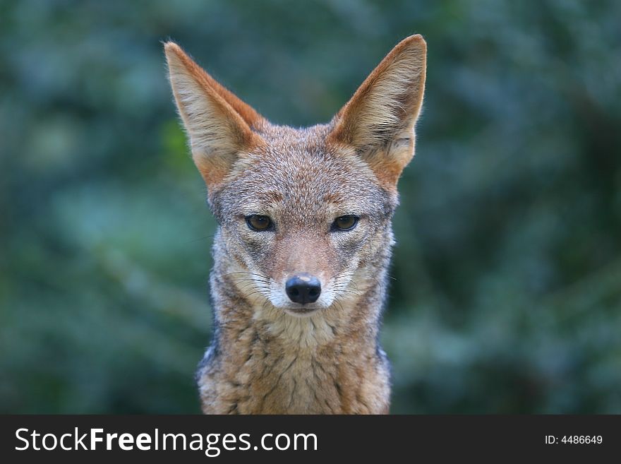 Occasionally a standard portrait of a big-eared foxwolf