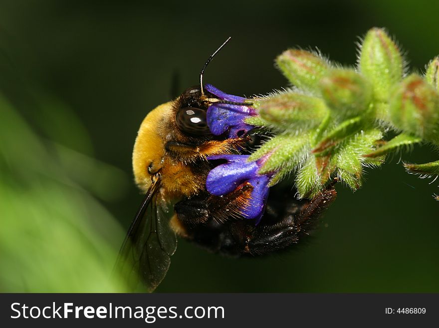 Bee For Honey