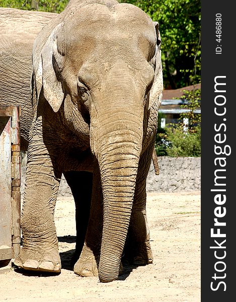 Portrait of elephant in zoo