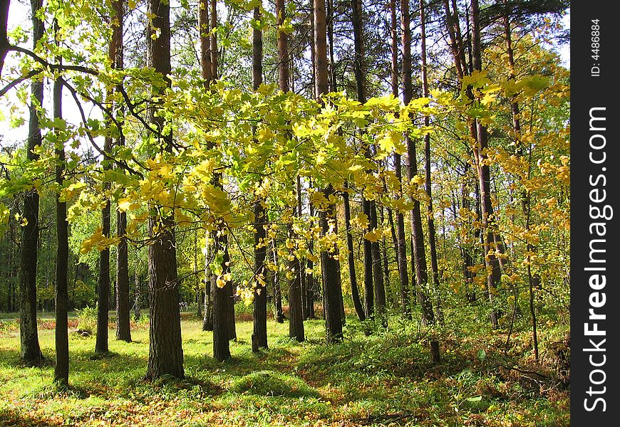 Green and yellow maple leaves (early autumn)