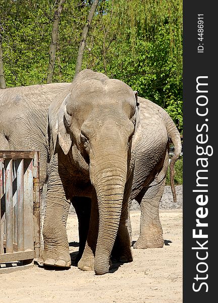 Portrait of elephant in zoo