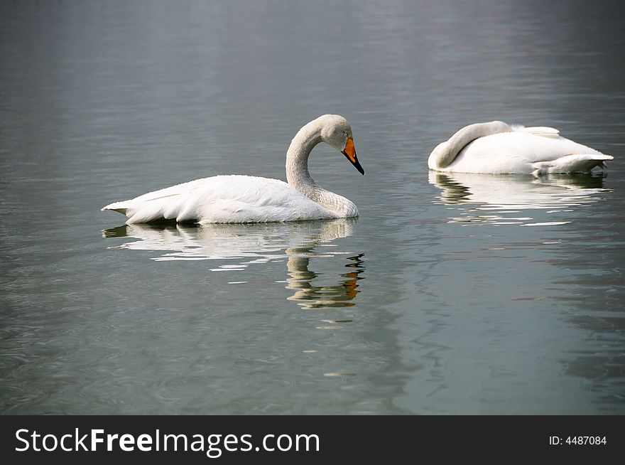 On coast of lake swan