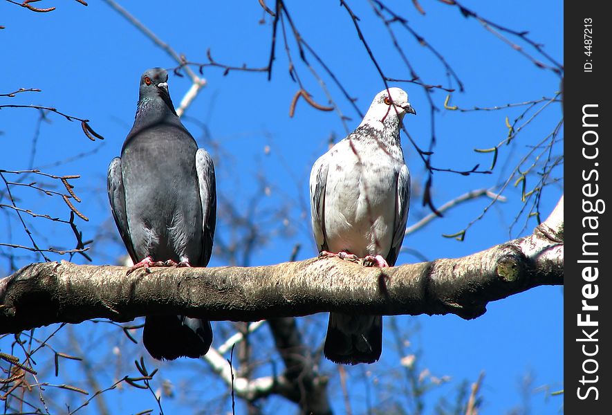 Two pigeons posing for a camera